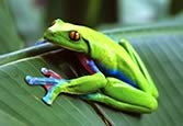 Costa Rica Exotic Vacation